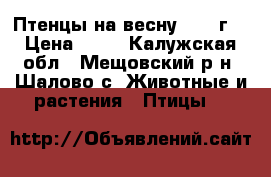 Птенцы на весну 2016 г. › Цена ­ 80 - Калужская обл., Мещовский р-н, Шалово с. Животные и растения » Птицы   